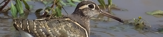 Greater Painted Snipe - male