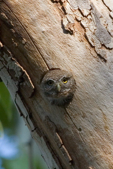 Mountain Pygmy-Owl (Glaucidium gnoma) | Wild Bird Gallery