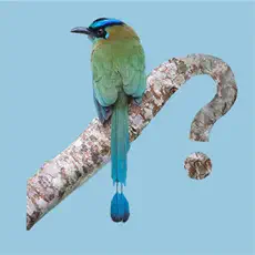 Panama Birds Field Guide