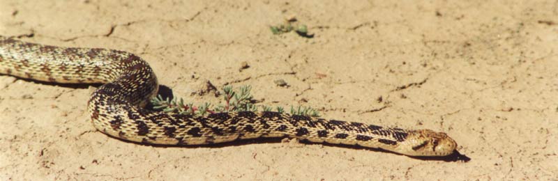 Bullsnake