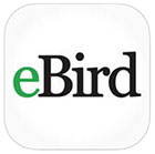 eBird